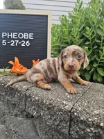 Phoebe, a female Dachshund for sale in Nappanee, IN – 6 of 10