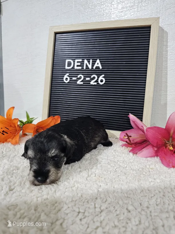 Dena – Miniature Schnauzer puppy for sale in Nappanee, IN