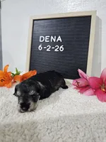 Dena, a female Miniature Schnauzer for sale in Nappanee, IN – 1 of 10