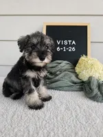 Crista, a male Miniature Schnauzer for sale in Nappanee, IN – 2 of 9