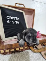 Crista, a male Miniature Schnauzer for sale in Nappanee, IN – 3 of 9