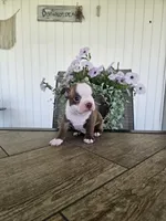 Alfie, a male Boston Terrier for sale in Nappanee, IN – 9 of 10