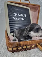 Charlie, a male Miniature Schnauzer for sale in Nappanee, IN – 9 of 10