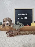Hunter, a male Miniature Goldendoodle for sale in Nappanee, IN – 8 of 9