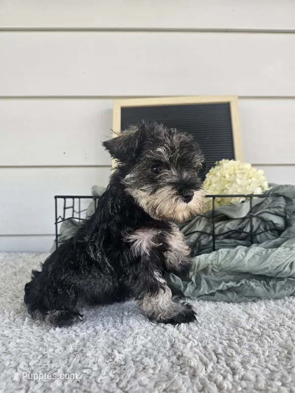 Dena – Miniature Schnauzer puppy for sale in Nappanee, IN