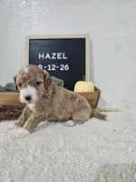 Hazel, a female Miniature Goldendoodle for sale in Nappanee, IN – 8 of 10
