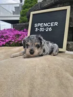 Spancer, a male Miniature Schnauzer for sale in Nappanee, IN – 5 of 8