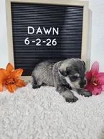 Dawn, a female Miniature Schnauzer for sale in Nappanee, IN – 7 of 10