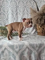 Jasper, a male Boston Terrier for sale in Nappanee, IN – Photo 7 of 9