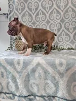 Jasper, a male Boston Terrier for sale in Nappanee, IN – Photo 4 of 9