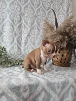 Jasper, a male Boston Terrier for sale in Nappanee, IN – Photo 6 of 9