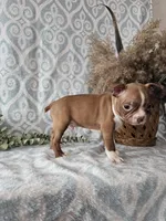 Jasper, a male Boston Terrier for sale in Nappanee, IN – Photo 3 of 9