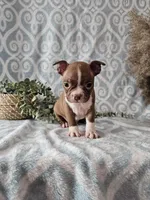 Jasper, a male Boston Terrier for sale in Nappanee, IN – Photo 1 of 9