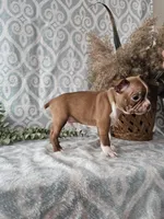 Jasper, a male Boston Terrier for sale in Nappanee, IN – Photo 2 of 9