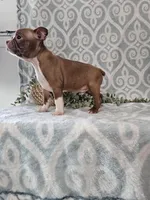 Jasper, a male Boston Terrier for sale in Nappanee, IN – Photo 8 of 9