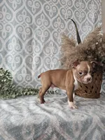 Jasper, a male Boston Terrier for sale in Nappanee, IN – Photo 9 of 9