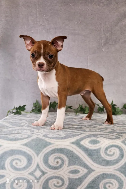 Jasper – Boston Terrier puppy for sale in Nappanee, IN