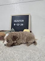 Hunter, a male Miniature Goldendoodle for sale in Nappanee, IN – 5 of 9