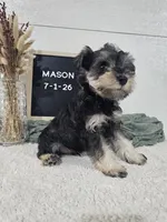 Mason, a male Miniature Schnauzer for sale in Nappanee, IN – 3 of 10