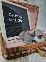 Chase, a male Miniature Schnauzer for sale in Nappanee, IN – 5 of 10