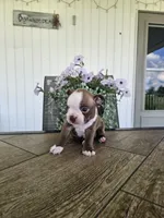 Alfie, a male Boston Terrier for sale in Nappanee, IN – 10 of 10