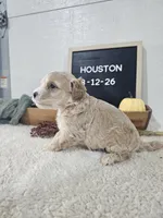 Houston, a male Miniature Goldendoodle for sale in Nappanee, IN – 5 of 8