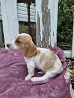 Barney, a male Miniature Dachshund for sale in Nappanee, IN – 1 of 7