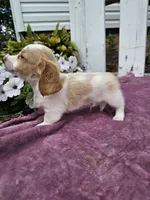 Flash, a male Miniature Dachshund for sale in Nappanee, IN – 7 of 7