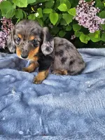 Peggy, a female Dachshund for sale in Nappanee, IN – 4 of 10