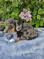 Peggy, a female Dachshund for sale in Nappanee, IN – 9 of 10