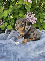 Peggy, a female Dachshund for sale in Nappanee, IN – 7 of 10