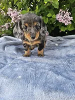 Peggy, a female Dachshund for sale in Nappanee, IN – 5 of 10