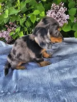 Peggy, a female Dachshund for sale in Nappanee, IN – 6 of 10