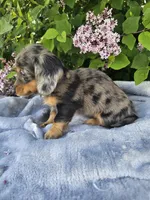 Peggy, a female Dachshund for sale in Nappanee, IN – 10 of 10