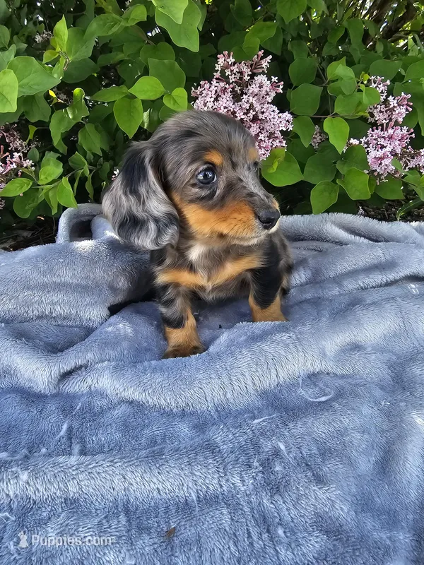 Peggy – Dachshund puppy for sale in Nappanee, IN