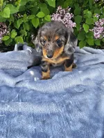 Peggy, a female Dachshund for sale in Nappanee, IN – 3 of 10