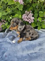 Peggy, a female Dachshund for sale in Nappanee, IN – 8 of 10