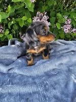 Peggy, a female Dachshund for sale in Nappanee, IN – 2 of 10
