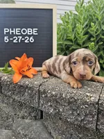 Phoebe, a female Dachshund for sale in Nappanee, IN – 4 of 10