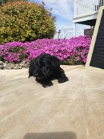 Sydney, a female Miniature Schnauzer for sale in Nappanee, IN – 5 of 9