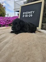 Sydney, a female Miniature Schnauzer for sale in Nappanee, IN – 7 of 9