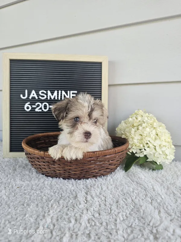 Jasmine – Miniature Schnauzer puppy for sale in Nappanee, IN