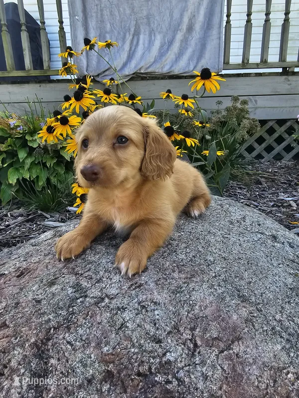 Pumpkin – Miniature Dachshund puppy for sale in Nappanee, IN