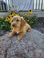 Pumpkin, a male Miniature Dachshund for sale in Nappanee, IN – 1 of 10