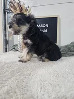 Mason, a male Miniature Schnauzer for sale in Nappanee, IN – 10 of 10