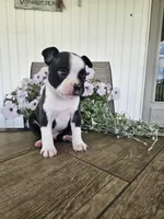 Arlo, a male Boston Terrier for sale in Nappanee, IN – 3 of 10