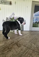 Arlo, a male Boston Terrier for sale in Nappanee, IN – 9 of 10