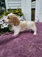 Flash, a male Miniature Dachshund for sale in Nappanee, IN – 3 of 7