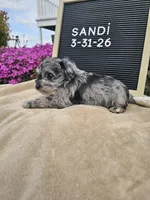 Sandi, a female Miniature Schnauzer for sale in Nappanee, IN – 4 of 8