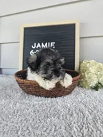 Jamie, a male Miniature Schnauzer for sale in Nappanee, IN – 7 of 9